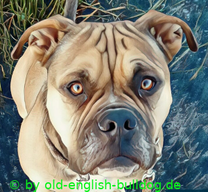 old-english-bulldog